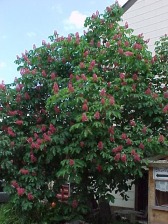 Aesculus x carnea 'Briotii' im Fr&uuml;hjahr
