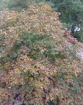 Aesculus x carnea 'Briotii' im Fr&uuml;hherbst